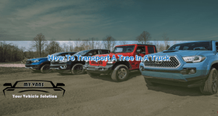 How to Transport a Tree in a Truck