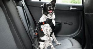 How To Secure Your Dog In The Truck Bed: Ensuring Safety And Comfort For Your Furry Friend